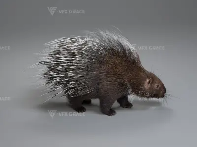 Porcupine Animation - VFX Grace 3D model