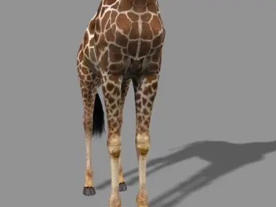 Photoreal HD Giraffe - 3d model 3D model