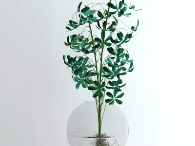 Schefflera Double 3D model