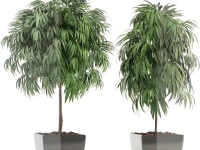 Ficus Alii 3D model