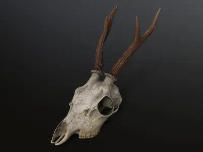Deer skull young Low-poly 3D model
