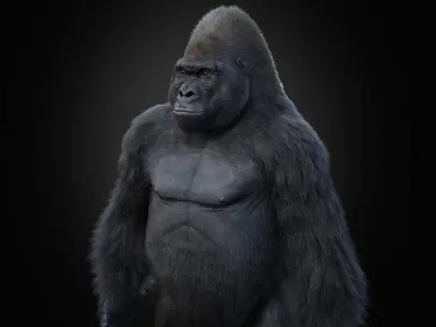 Gorilla 3 STATIC XGEN CORE 3D model