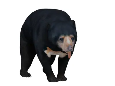 Sun Bear Low-poly 3D model