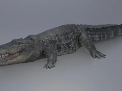 Crocodile Low-poly 3D model