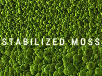 Stabilized Moss 2 3D model