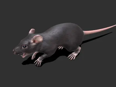 Rat Low-poly PBR Low-poly 3D model