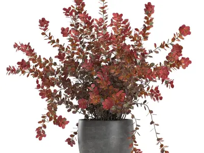 Barberry Thunberg in a black pot for the interior 698 3D model