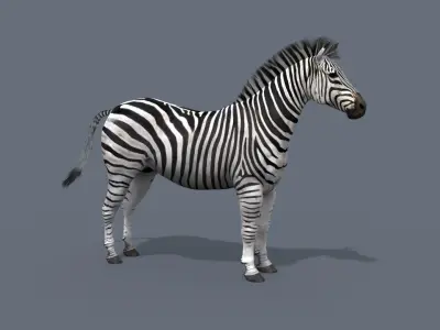 Pro Zebra - 4K 3D model