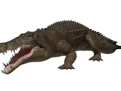 Saltwater Crocodile Low-poly 3D model
