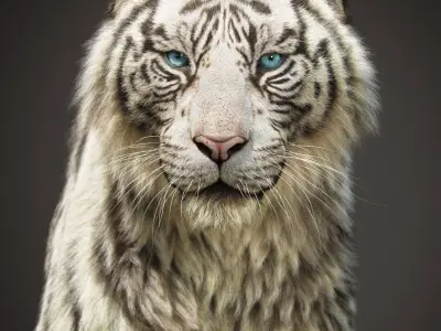 White Tiger 2025 static Xgen Core 3D model