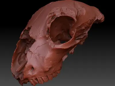 Lamb Skull Scan 3D model