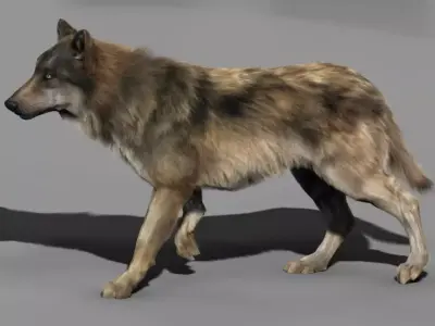 Wolf High Detailed 3D model
