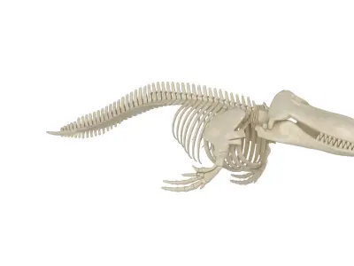 Killer Whale Orca Skeleton 3D model