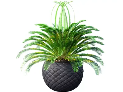 Decorative Evergreen Cycas Palm Tree in modern outdoor flowerpot 3D model