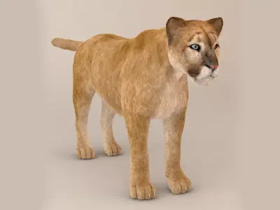 Puma Fur Model 3D model