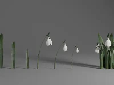 Snowdrop Spring Flower Galanthus Low-poly 3D model