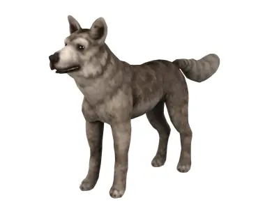 wolf  rig  high-poly  textured 3D model