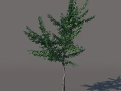 Small tree 3D model
