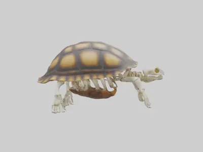 Tortoise Skeleton model Low-poly 3D model