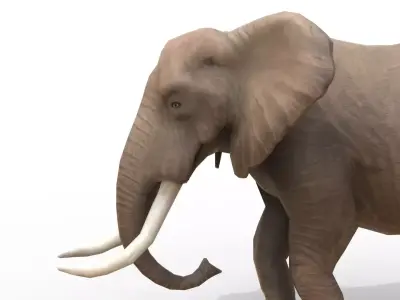 Animated African Elephant Low-poly 3D model