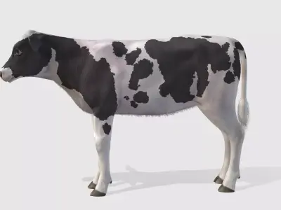 Calf realistic Low-poly 3D model