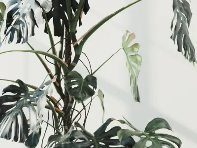 245cm Accurate High-poly Monstera Deliciosa in pot 3D model 3D model