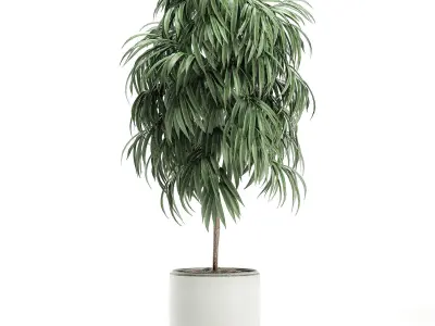 Decorative tree in a white flowerpot for interior design 501 3D model