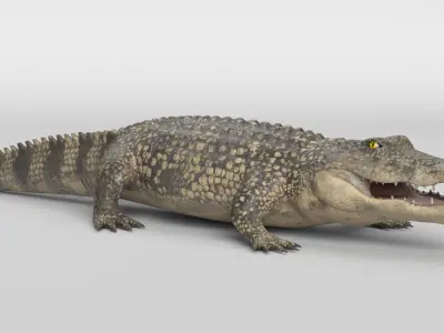 Crocodile Animated 3D model