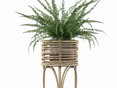 Fern in rattan stand 3D model purchase