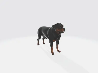 Strong Rottweiler Dog Animal Portrait  3d model 3D model