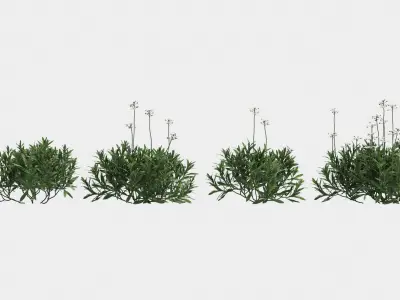 Iberis plant 3D model