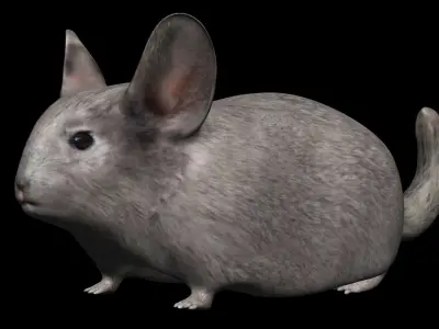 Chinchilla mouse Low-poly 3D model