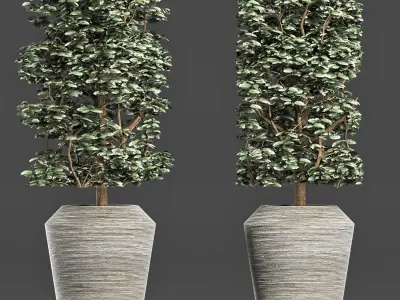 Plants Collection 177 Ligustrum Lucidum 3D model
