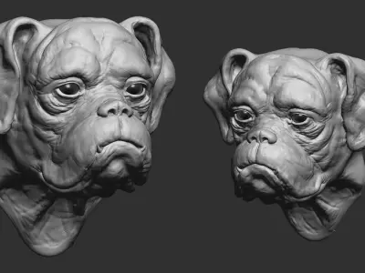 Boxer 3D model purchase