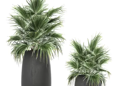 Decorative palm in a flowerpot 814 3D model