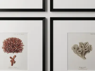 RH 18TH C GERMAN HAND-COLORED CORAL PRINTS COLLECTION 3D model