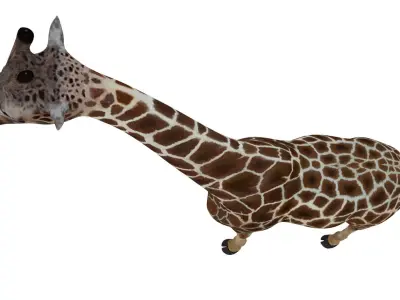 giraffe 3D model 8