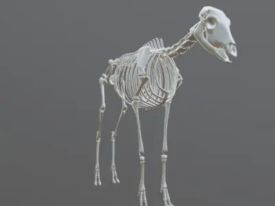 TragelaphusStrepsiceros deer Low-poly 3D model