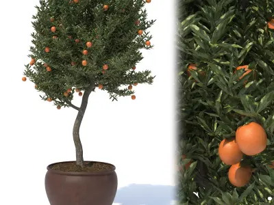 Orange-Tree-N1 3D model