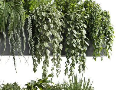wall plant hanging plants collection Indoor plant  Low-poly 3D model