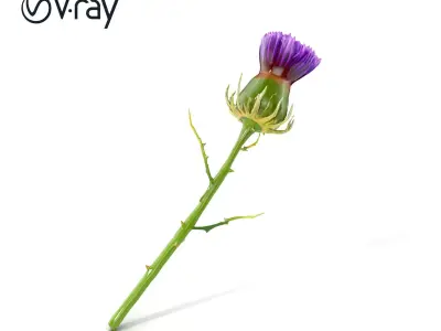 Thistle Flower Intricate Detail model pack Low-poly 3D model