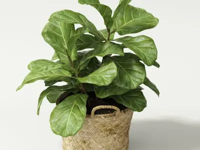 ficus lyrata min 3D model