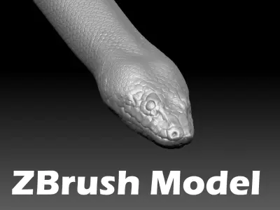 Anaconda ZBrush Model 3D model
