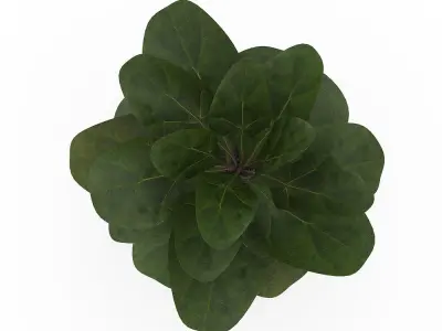 Ficus Lyrata in Ceramic Pot 3D model