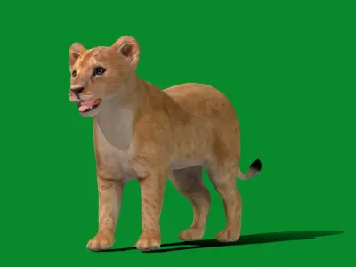 Lion Cub Low-poly 3D model