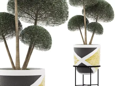 Plants Collection 128 Bush Ligustrum 3D model