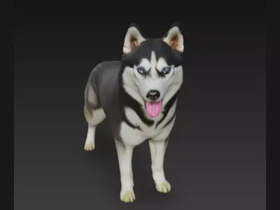 Siberian Husky Dog 3D Model 3D model