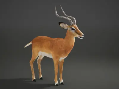 Impala Rig UNREAL project  Maya base rig 3D model