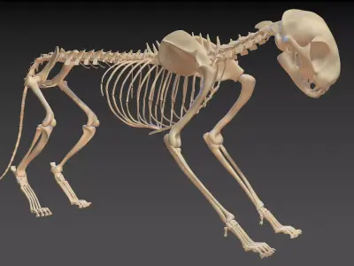 Cat Skeleton 2in1 3D model