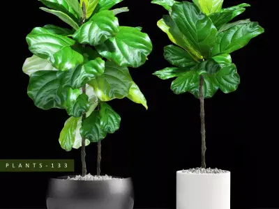 Ficus plant 133 3D model